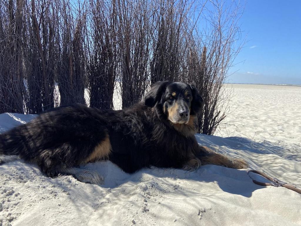 Ferien Im Wangerland Ferienwohnung Leuchtturm Minsen Schillig Hund Pool Sauna Norderaltendeich Kültér fotó